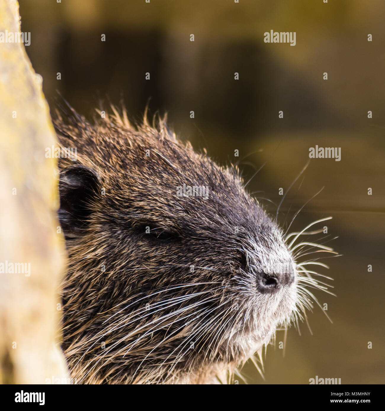 Piccolo curioso coypu guardando da dietro la pietra. Acqua animale noto anche come river rat o Myocastor coypus nutria o. Foto Stock