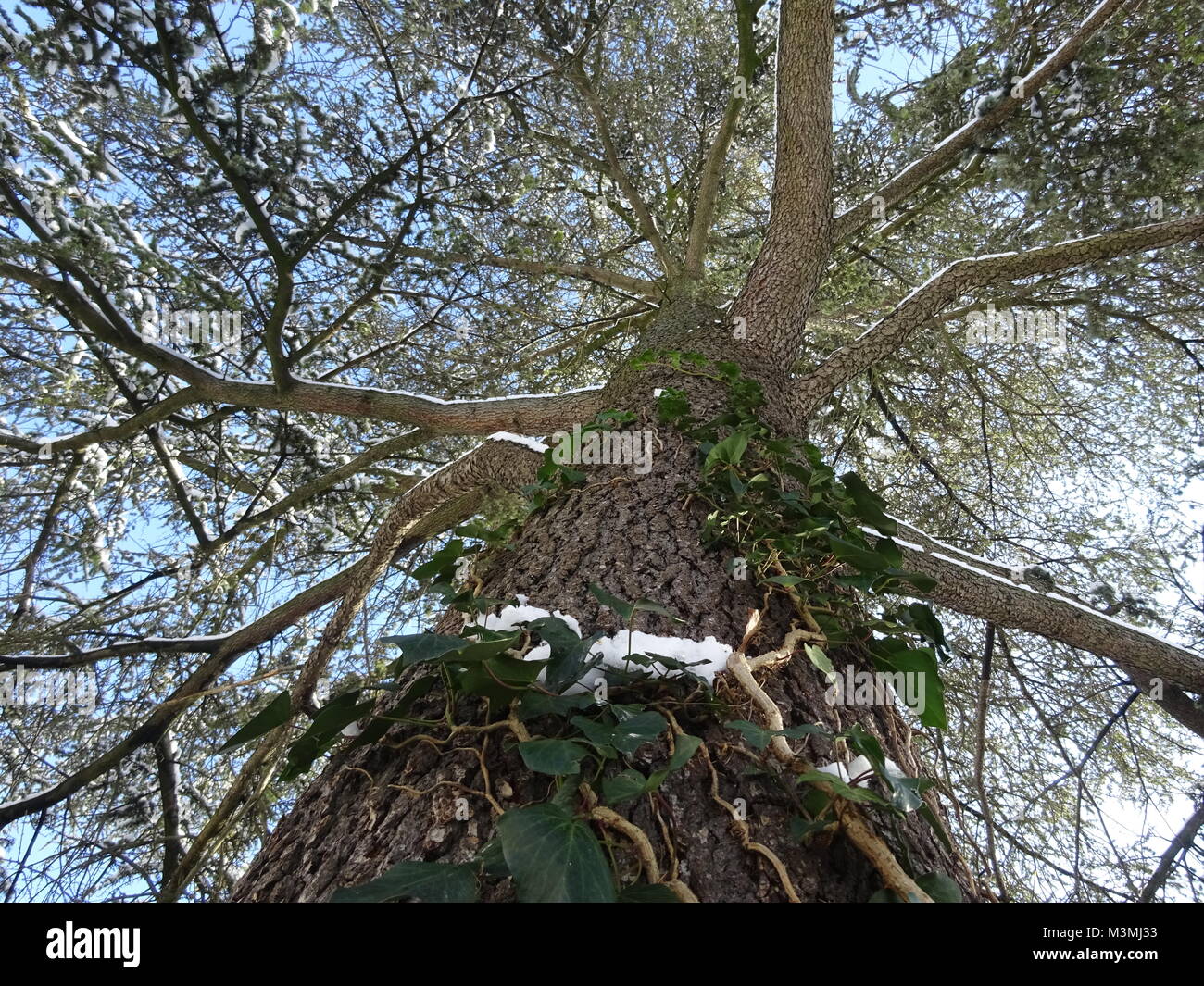 Extreme prospettiva di alti alberi della foresta che meteo tutte le stagioni Foto Stock