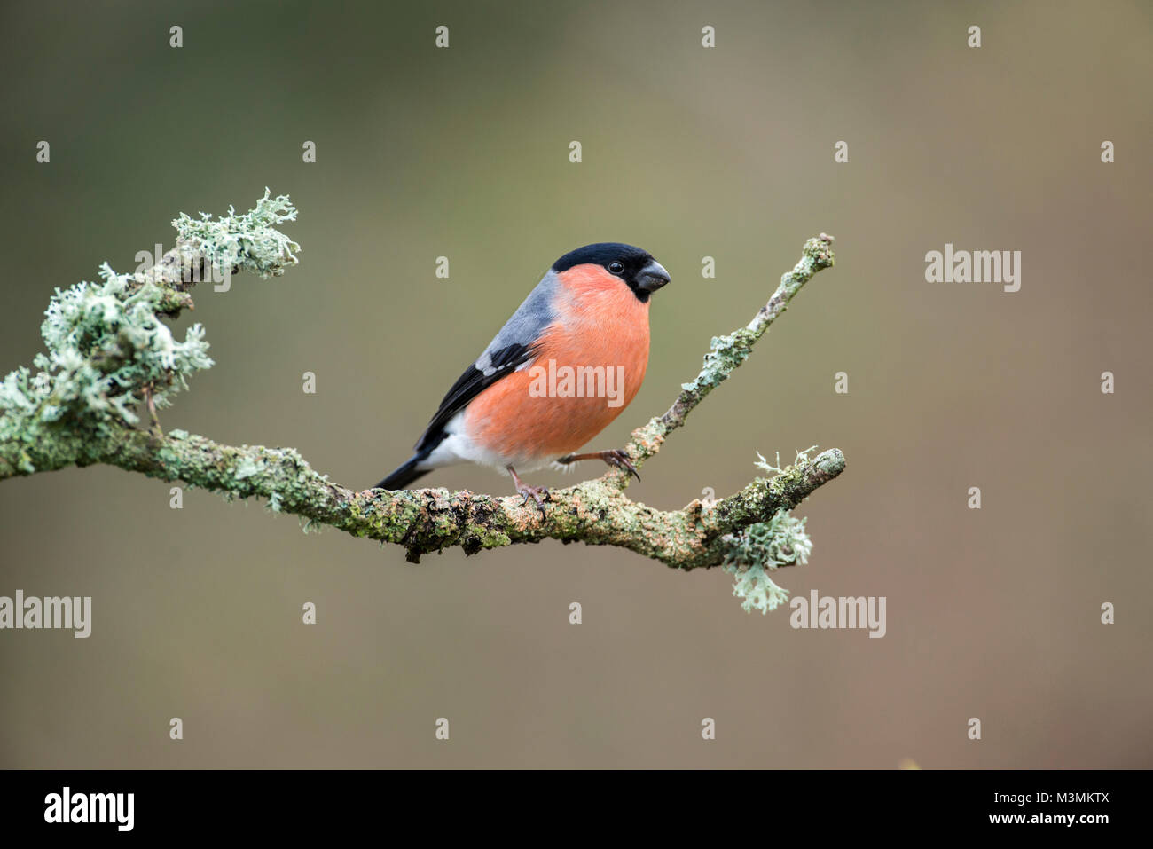 Bullfinch maschio (Pyrrhula pyrrhula) appollaiato su un ramo Foto Stock