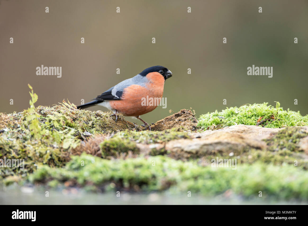 Bullfinch maschio (Pyrrhula pyrrhula) foraggio per i semi sul terreno. Foto Stock