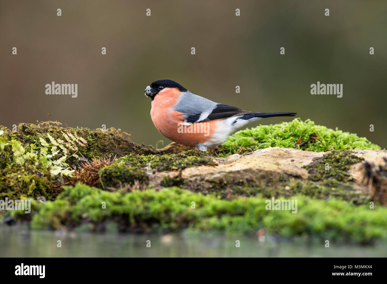 Bullfinch maschio (Pyrrhula pyrrhula) foraggio per i semi sul terreno. Foto Stock