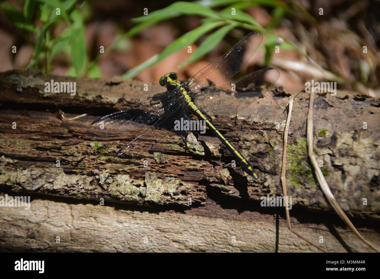 Un verde e nero Dragonfly sul registro con alcuni greenage nello sfondo dell'immagine. Foto Stock