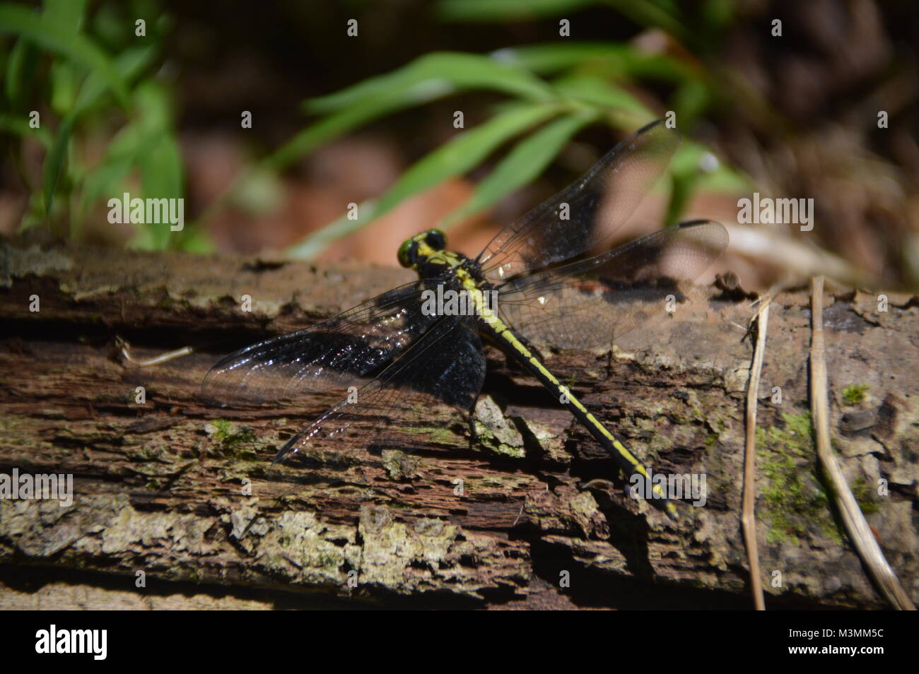 Un verde e nero Dragonfly sul registro con alcuni greenage nello sfondo dell'immagine. Foto Stock