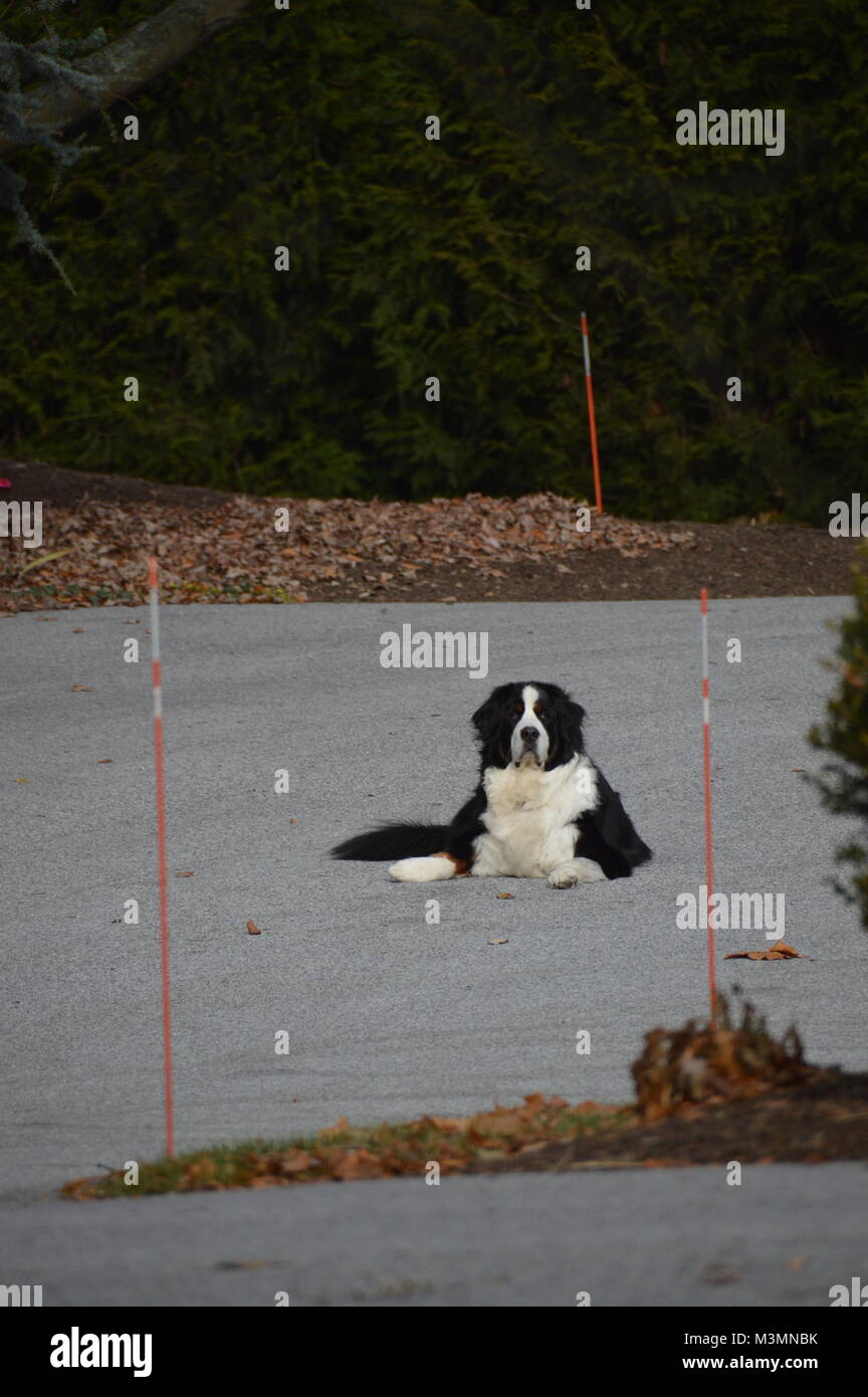 Un bel cane, giacente su di un viale con qualche caduta (stagione) lascia in background e sfocata erba in primo piano. Foto Stock