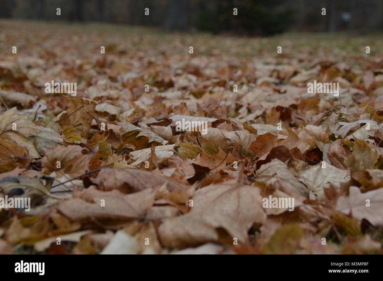 Foto di le foglie in autunno a York County autorità di acqua, in York Pennsylvania. Foto Stock