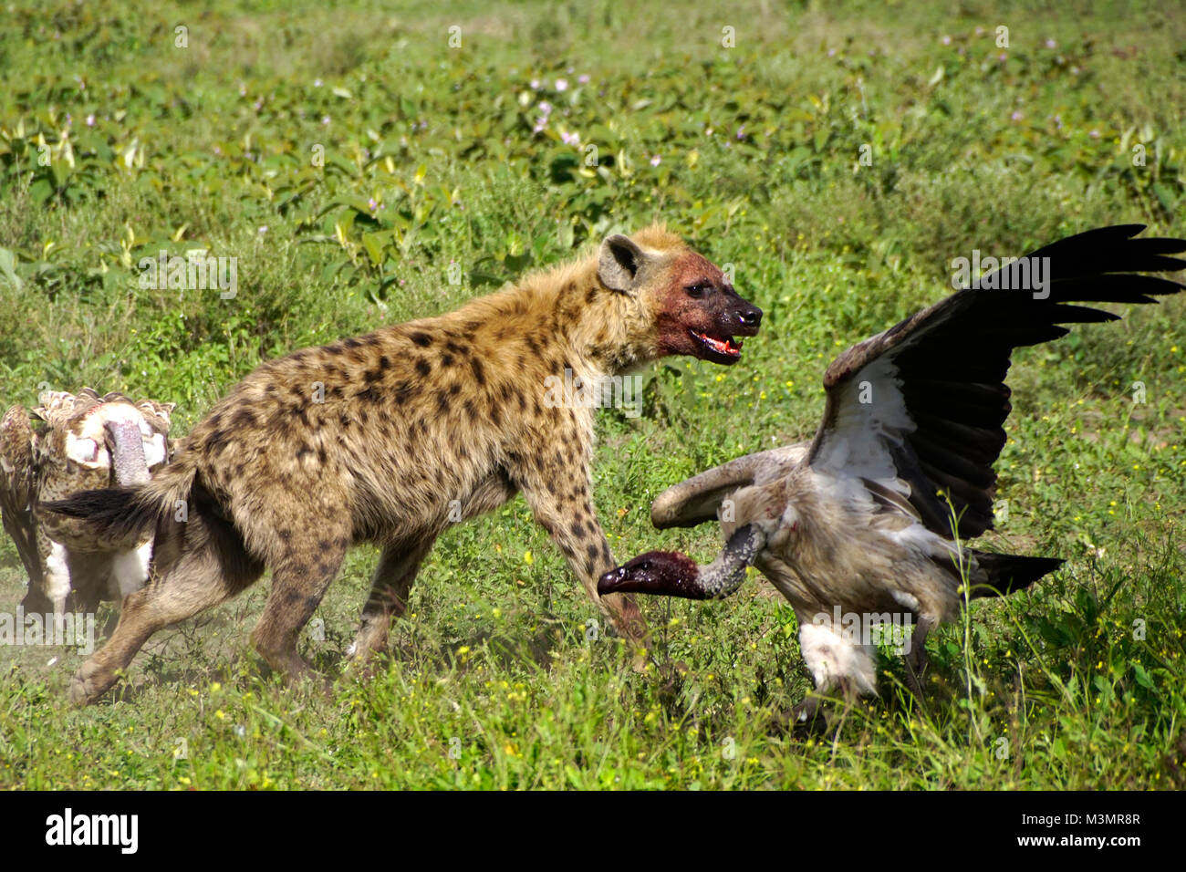 Bloody spotted iena e vulture dopo alimentazione sulla carcassa del dead zebra su southern le pianure del Serengeti della Tanzania. Foto Stock