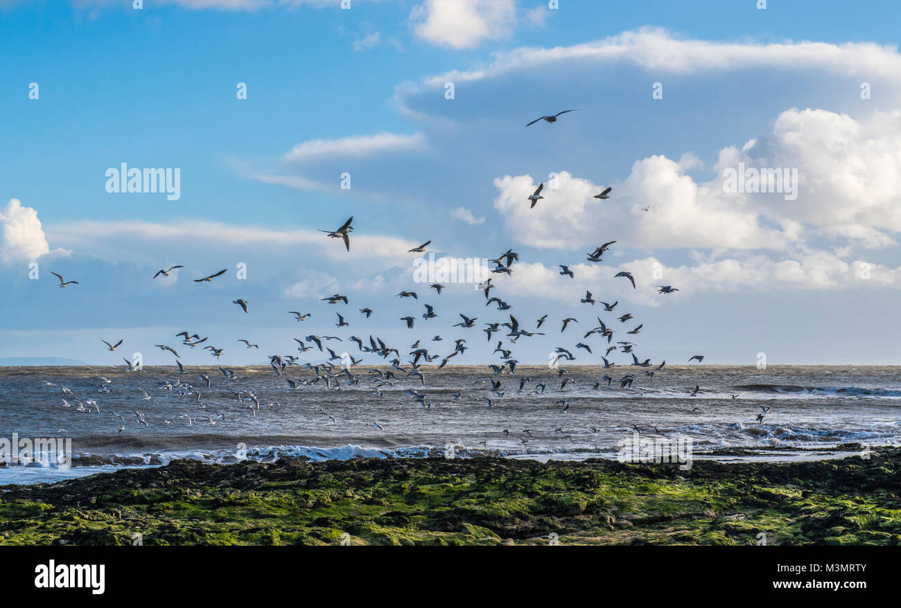 Testa nera i gabbiani e Oystercatchers salendo sulle rocce a Newton Beach Porthcawl Foto Stock