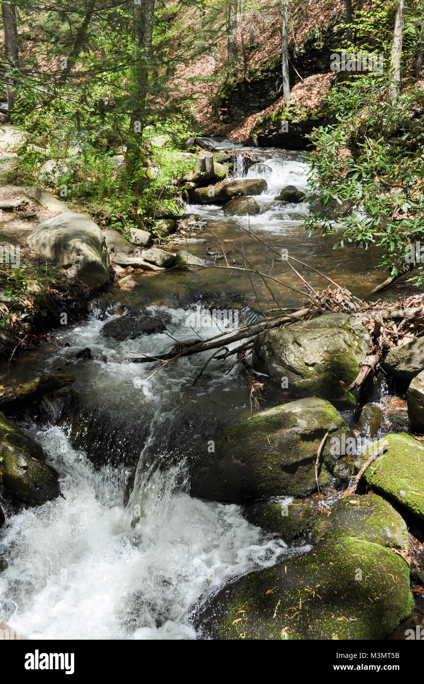 Il fiume e la cascata nel bosco del Poconos Pennsylvania Foto Stock