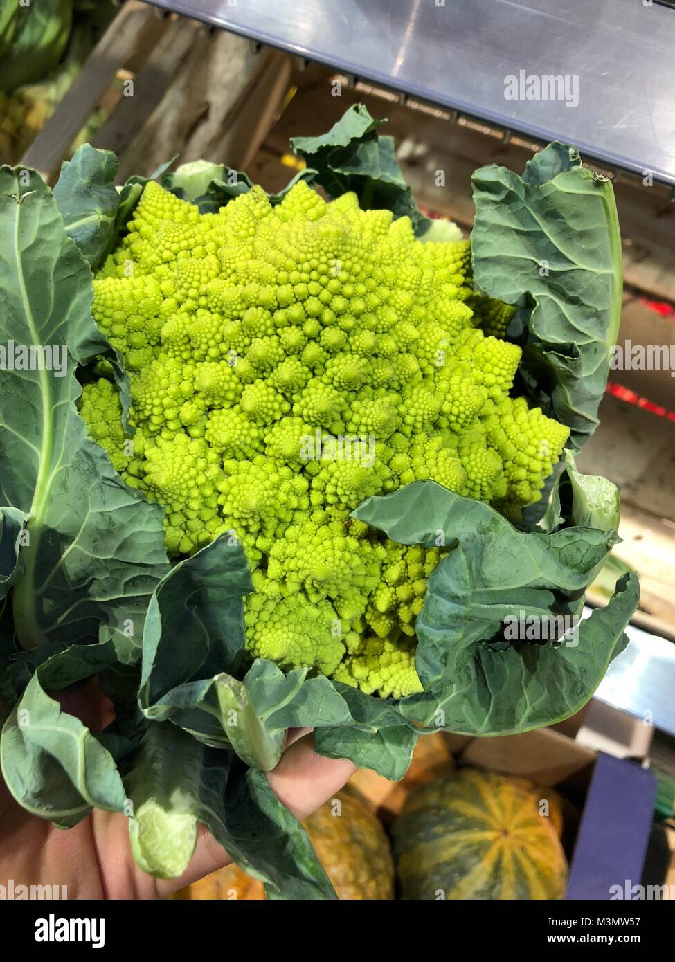 Romanesco cavoli broccoli (o cavolo romano) Foto Stock