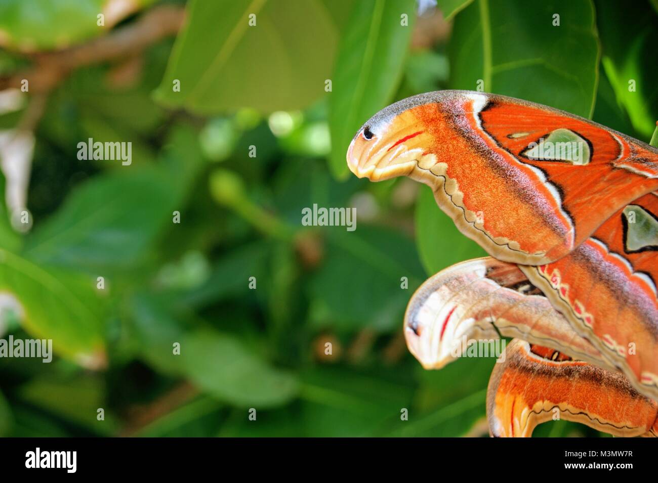 Testa di serpente butterfly Foto Stock