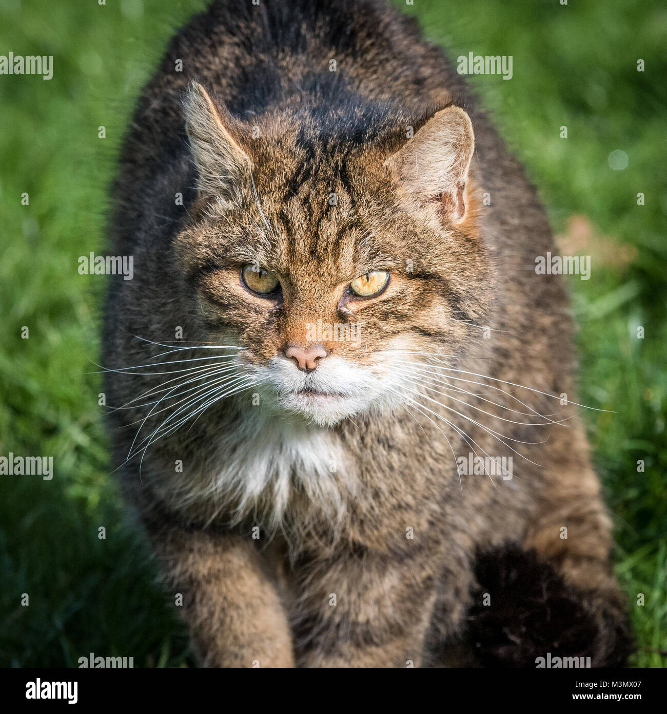 Scottish gatto selvatico (Felis silvestris) aggirava Foto Stock