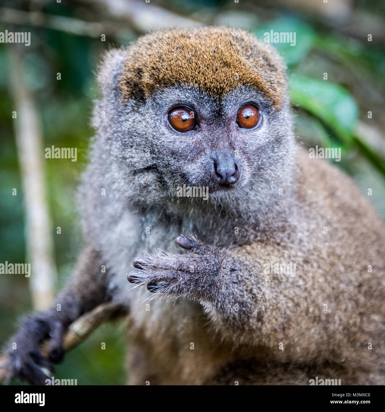 Grigio orientale lemure di bambù, Ranomafana National Park, Madagascar Foto Stock