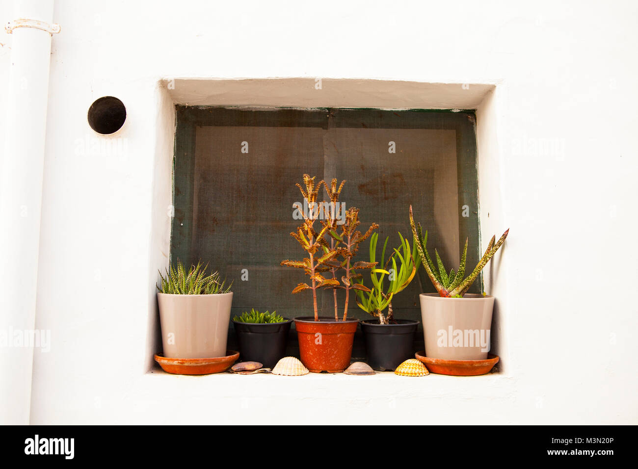 Finestra pittoresca con piante di una tradizionale casa portoghese. Foto Stock