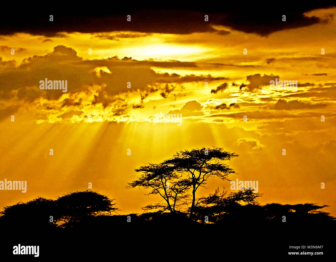 Stagliano alberi di acacia evidenziata da raggi di luce attraverso nuvole temporalesche sulle pianure del Serengeti in Tanzania. Foto Stock