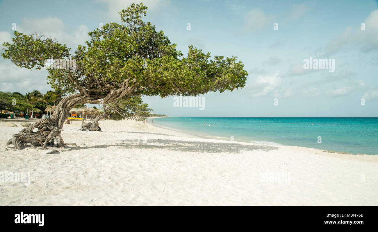 Eagle beach sull'isola di Aruba Foto Stock