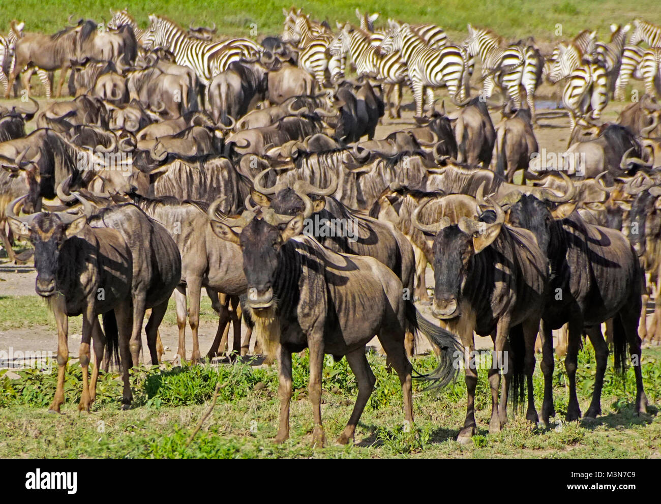 Mandrie di gnu e zebre in attesa di iniziare la Grande Migrazione su le pianure del Serengeti della Tanzania. Foto Stock