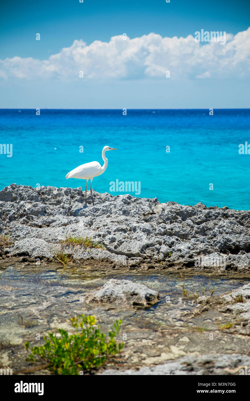 Heron vicino al mare in Cozumel, Messico Foto Stock