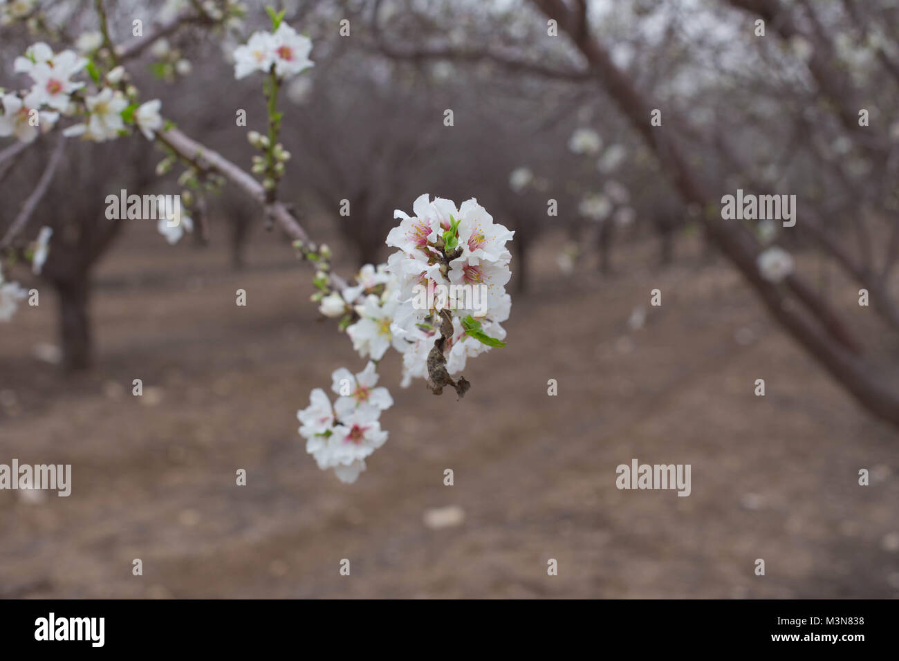 Mandorla fiore che sboccia primavera sbocciano i fiori di succursali in uno sfondo di luce naturale la fotografia Foto Stock