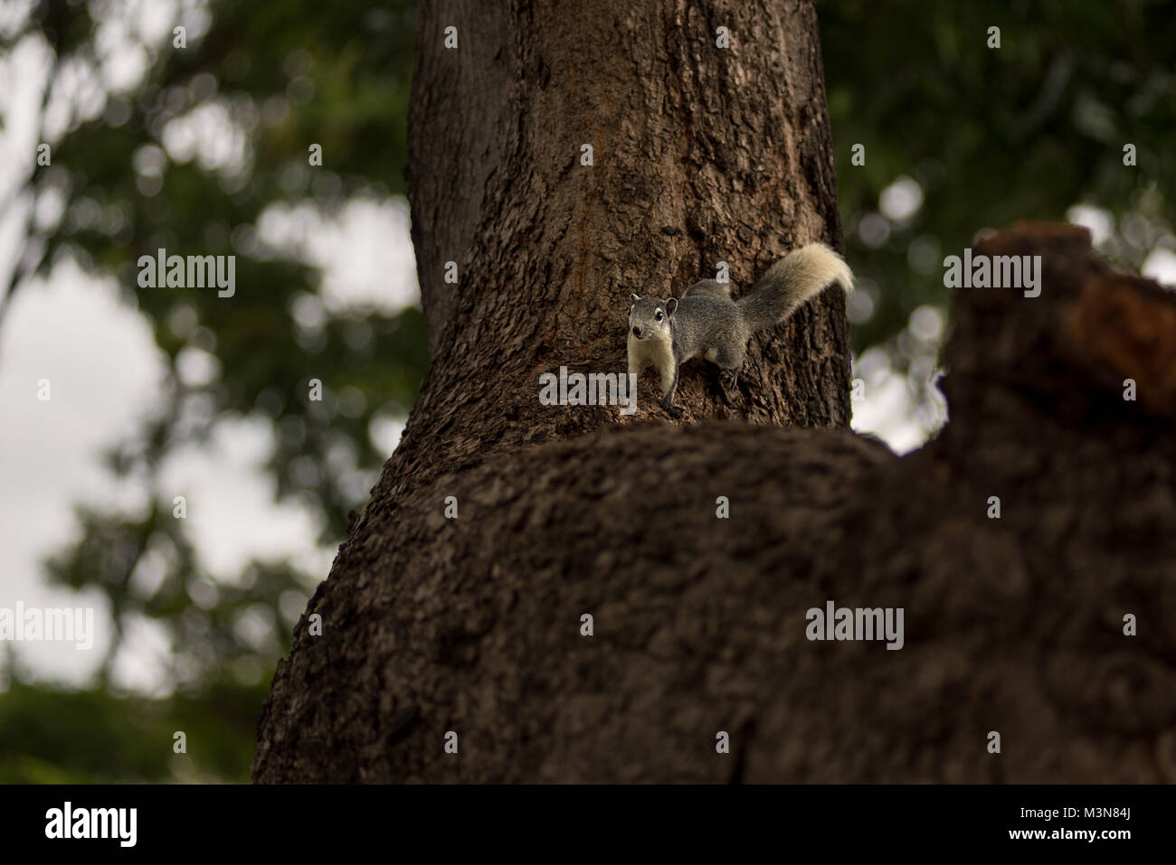 Un grigio scoiattolo orientale con il bianco sotto il ventre bianco e coda folta arrampicarsi su un grande tronco di albero. Foto Stock