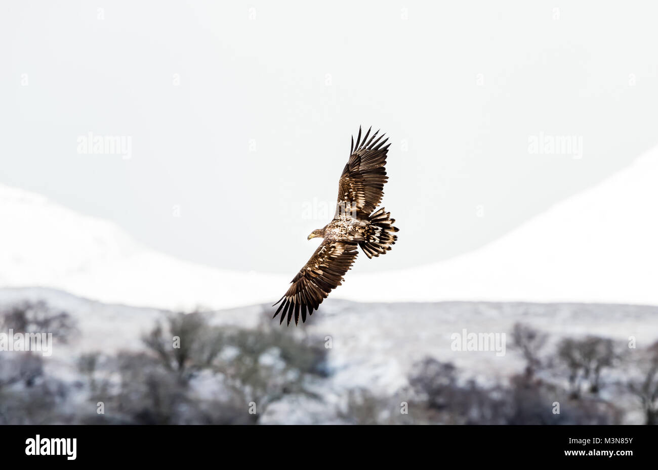 Giovane aquila dalla coda bianca che vola con le ali sparse in un paesaggio innevato sull'Isola di Mull, Scozia, Regno Unito. Sfondo pulito, spazio per la copia Foto Stock