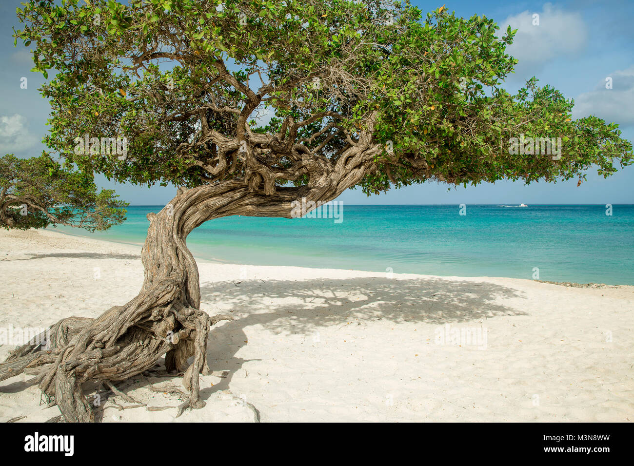 Divi divi alberi su Eagle beach - isola di Aruba Foto Stock