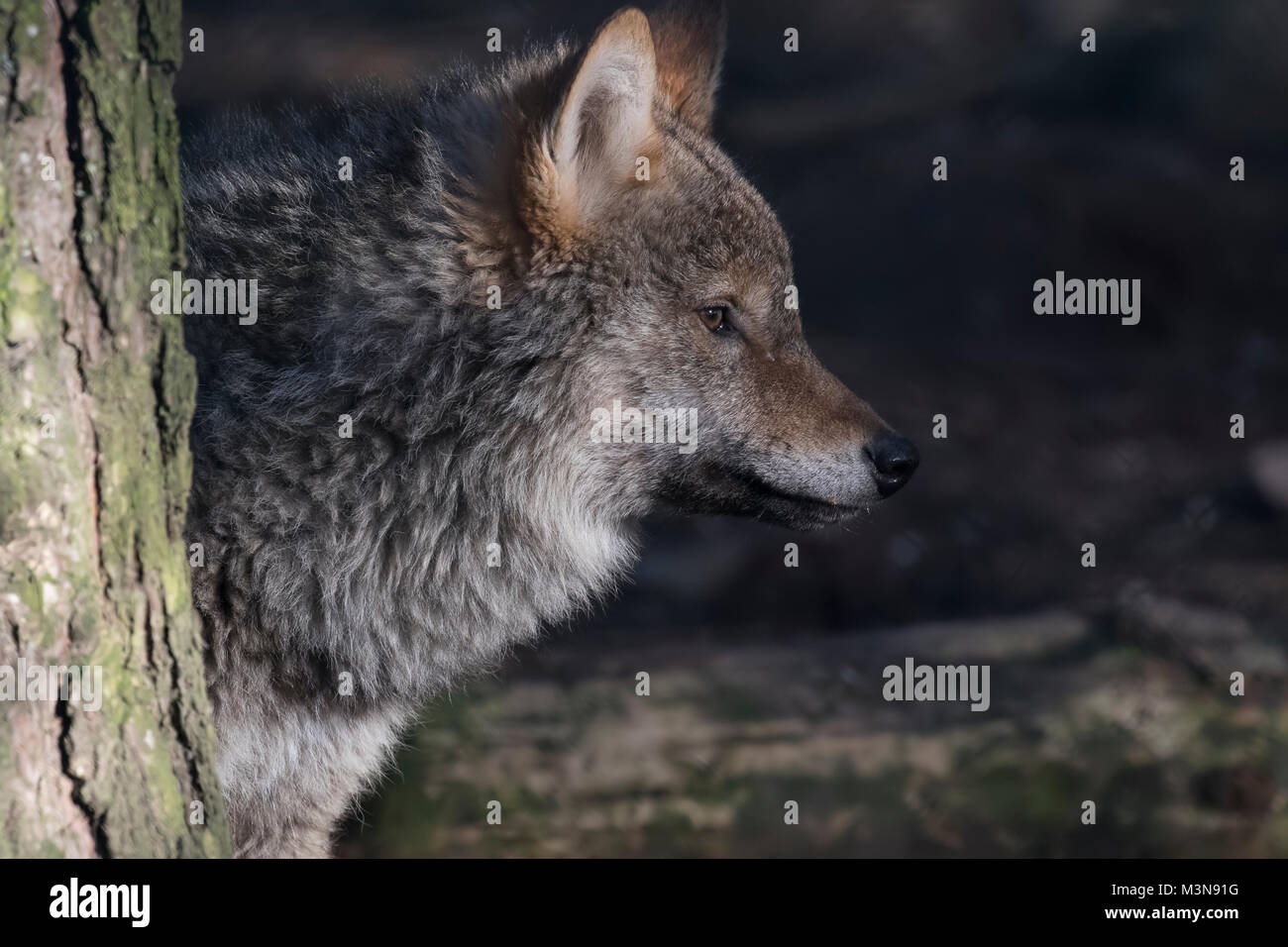 Lupo grigio, Canis lupus, ritratto di testa, adulti e giovani. Foto Stock