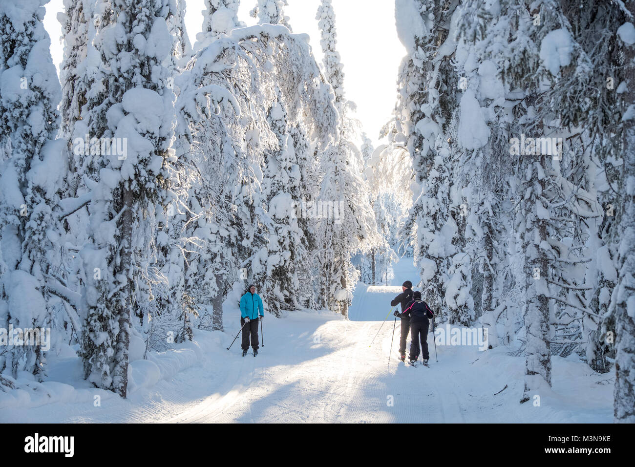 Sci di fondo nei boschi intorno a Ruka in Finlandia Foto Stock