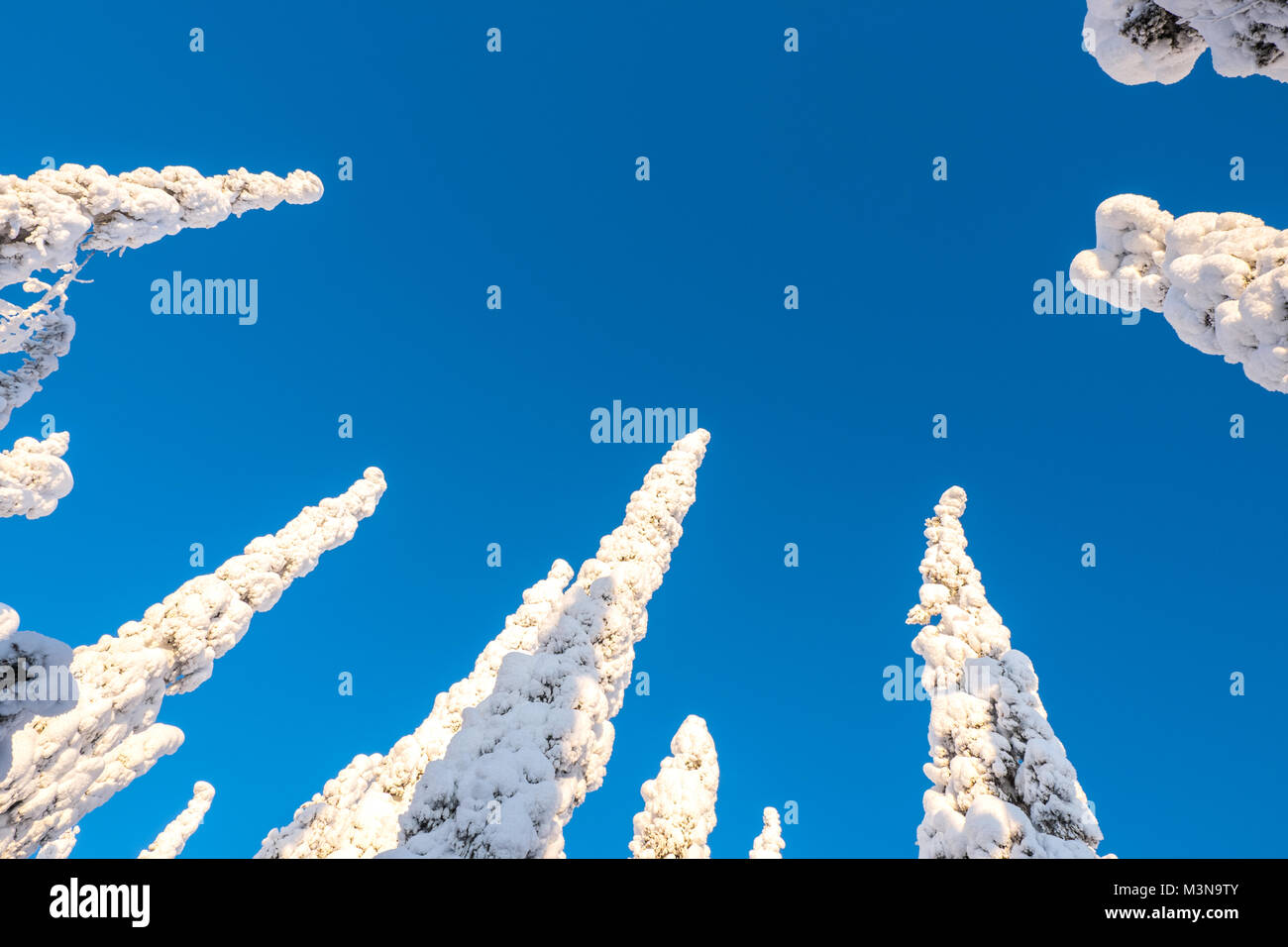 Snow laden alberi e cieli blu in una foresta finlandese Foto Stock