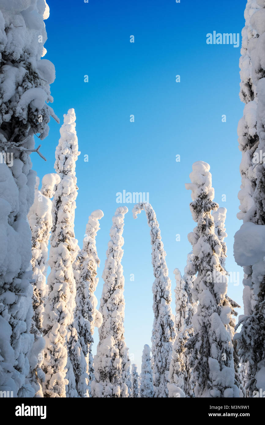 Snow laden alberi e cieli blu in una foresta finlandese Foto Stock