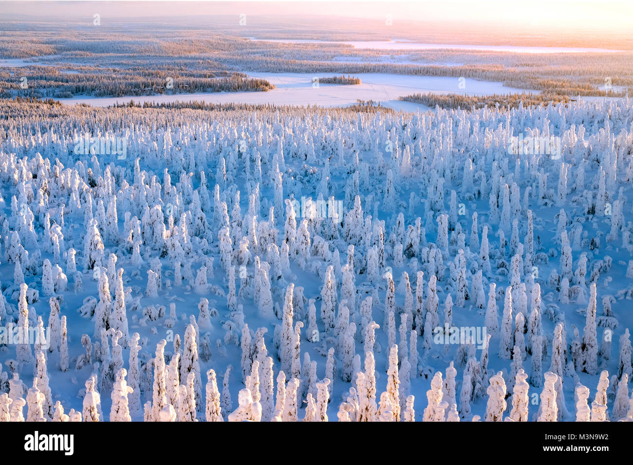 Snow-laden foreste del nord della Finlandia Foto Stock