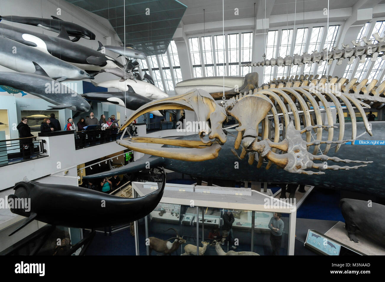 Grandi mammiferi Hall nel Museo di Storia Naturale di Londra, Inghilterra, Regno Unito. 5 aprile 2015 © Wojciech Strozyk / Alamy Stock Photo Foto Stock