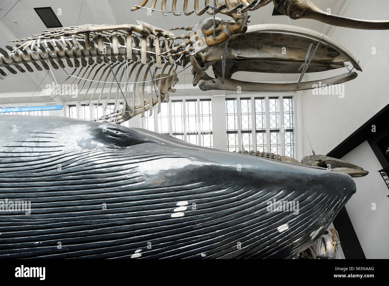 Grandi mammiferi Hall nel Museo di Storia Naturale di Londra, Inghilterra, Regno Unito. 5 aprile 2015 © Wojciech Strozyk / Alamy Stock Photo Foto Stock