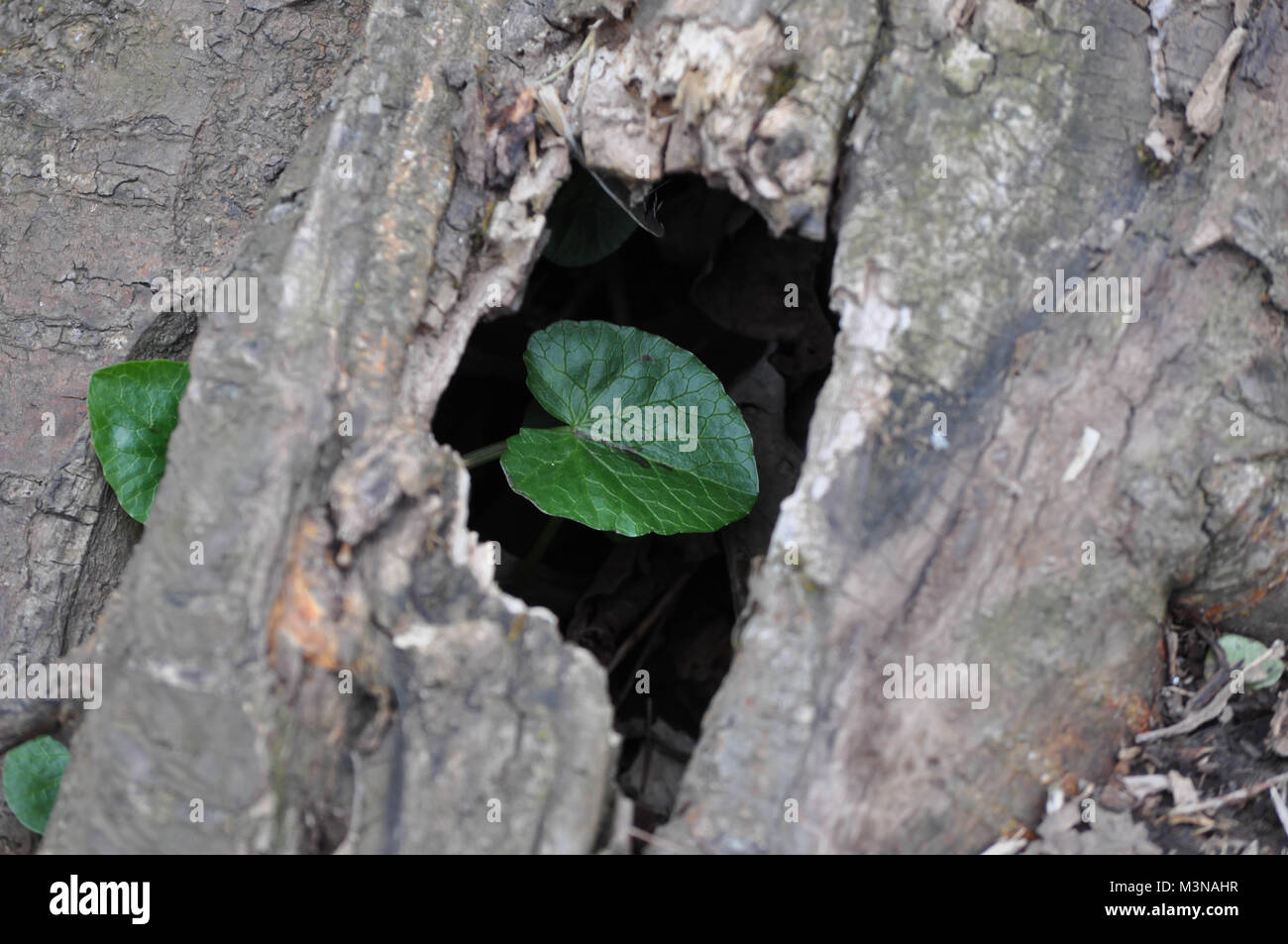 New Leaf Peeking attraverso un foro in un albero caduto Foto Stock