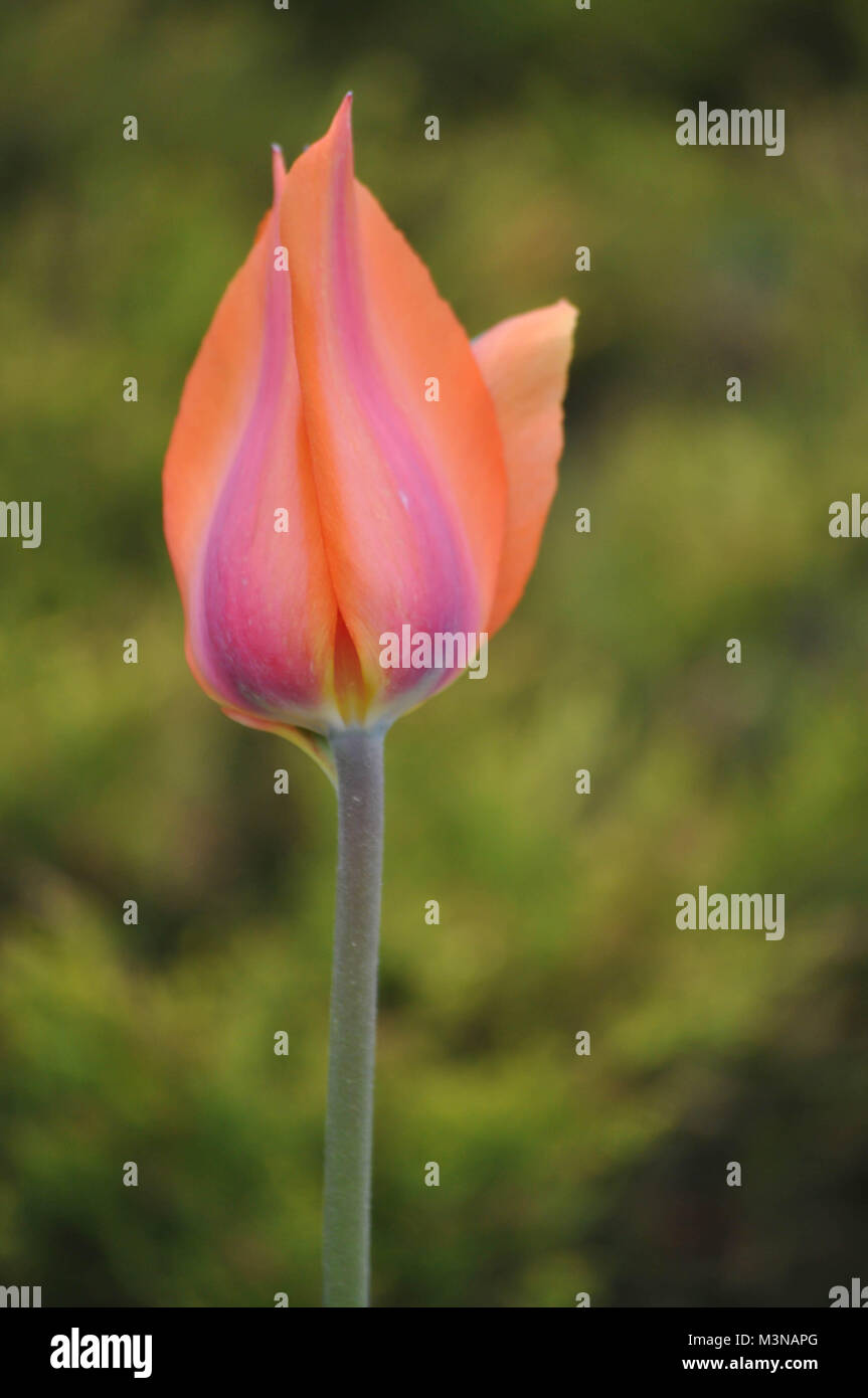 Colorato Tulip Flower Foto Stock