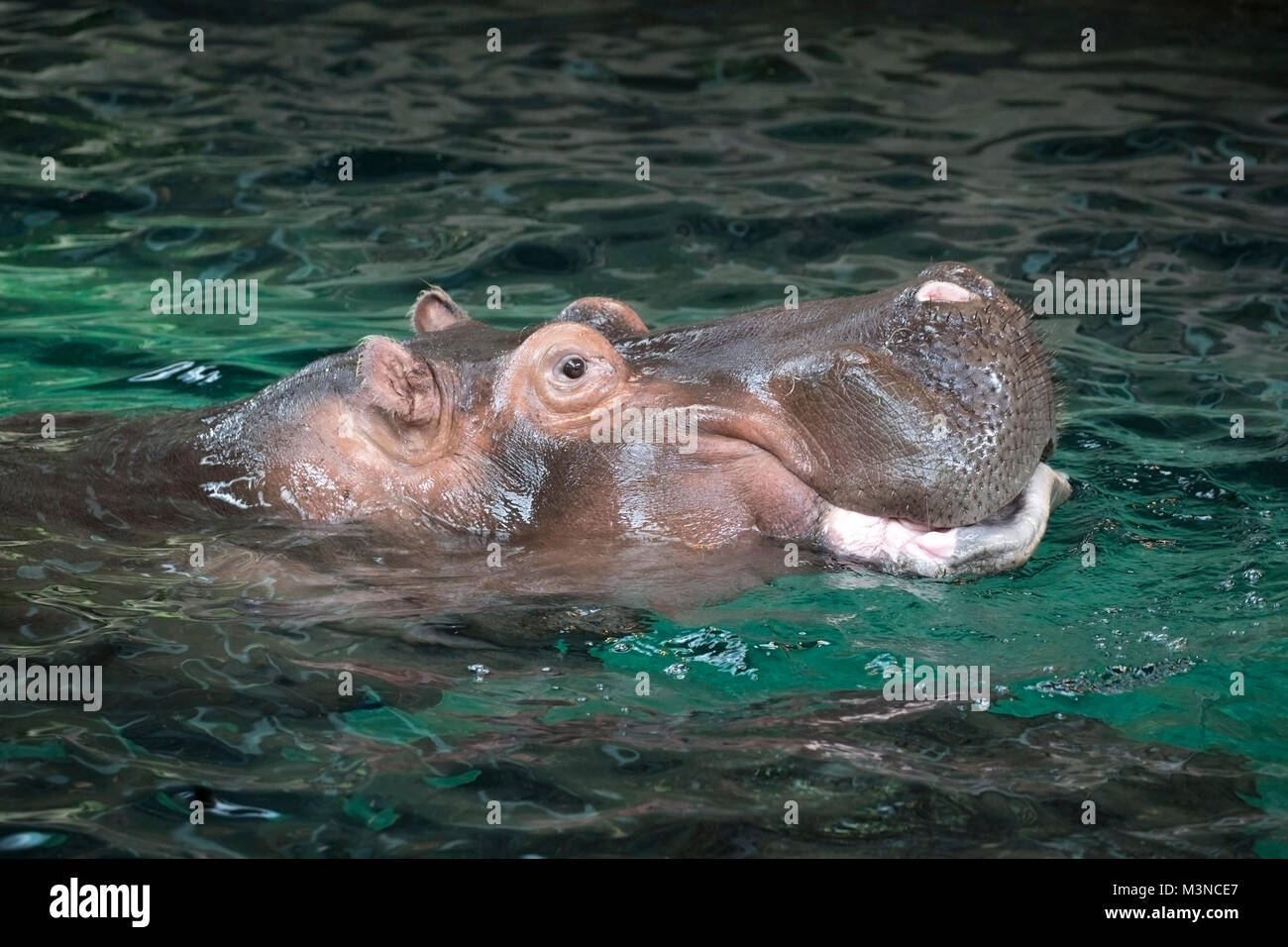 Ippopotamo in piscina (Hippopotamus amphibius) Foto Stock