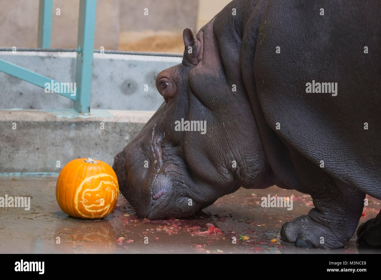 Hippopotamus che si nutre sulla zucca di Halloween scolpita con la faccia dell'ippopotamo (Hippopotamus anfibio) Foto Stock