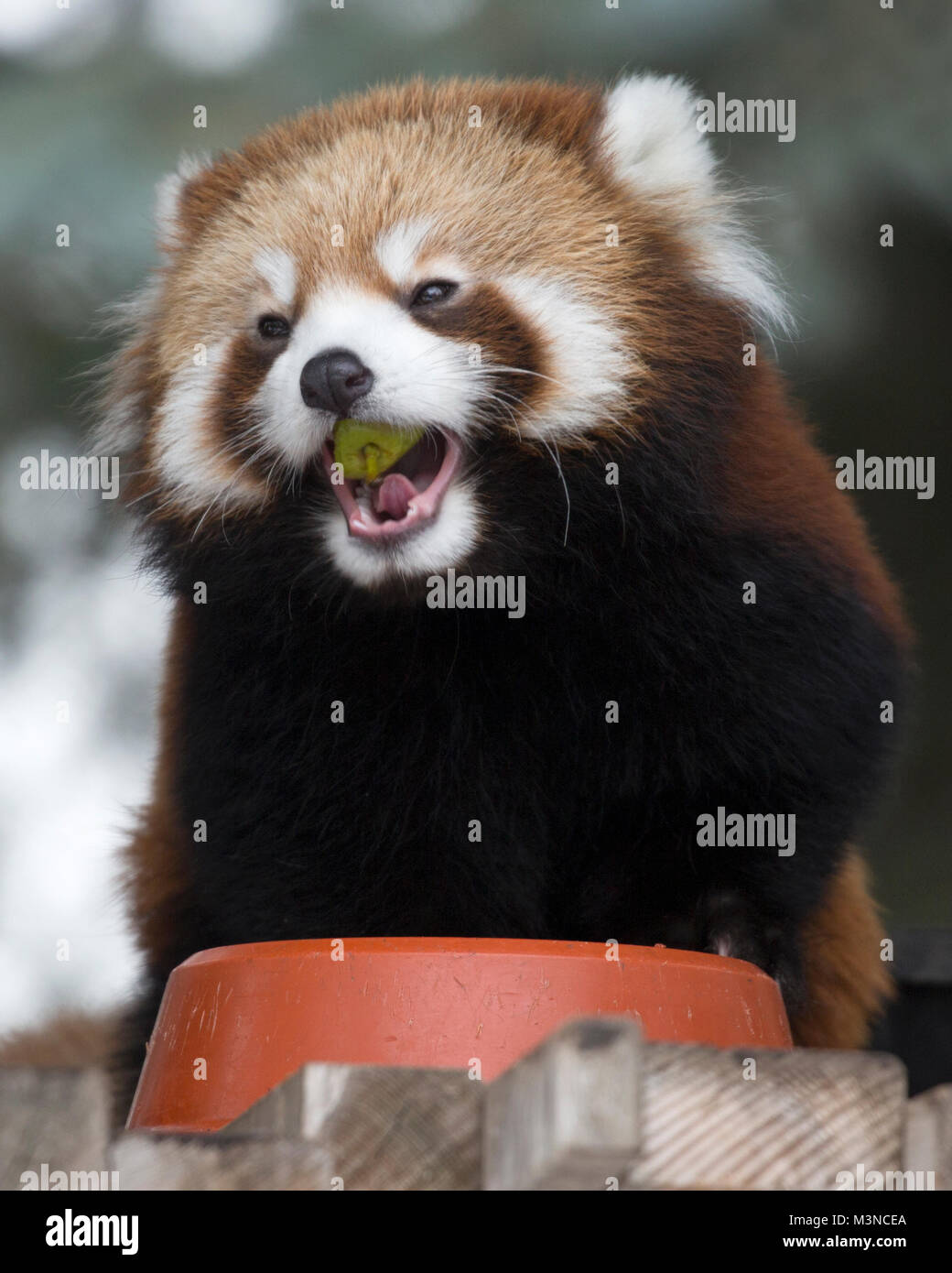 Panda rosso (Ailurus fulgens) mangiando pezzo di Apple Foto Stock