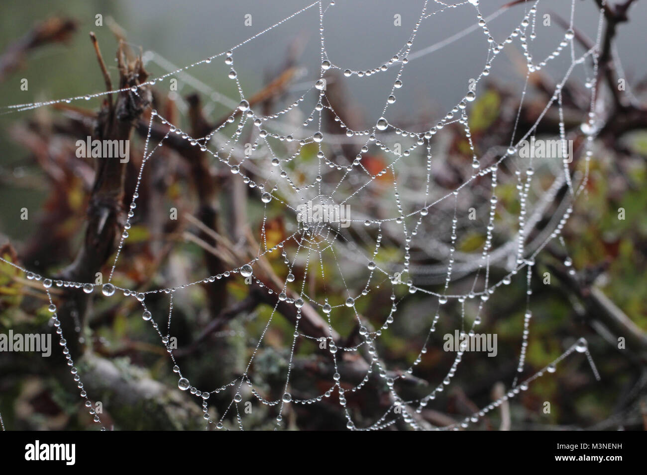 Spider Web nella rugiada del mattino luminoso come piccole perle Foto Stock