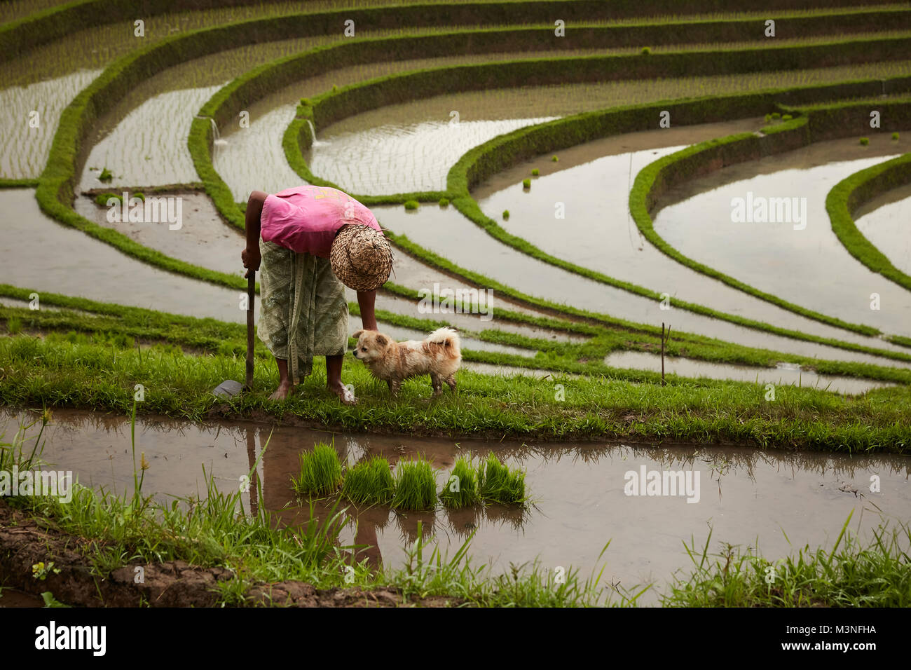 Gli agricoltori con cane al riso terrance padi in Ubud, Bali. Foto Stock