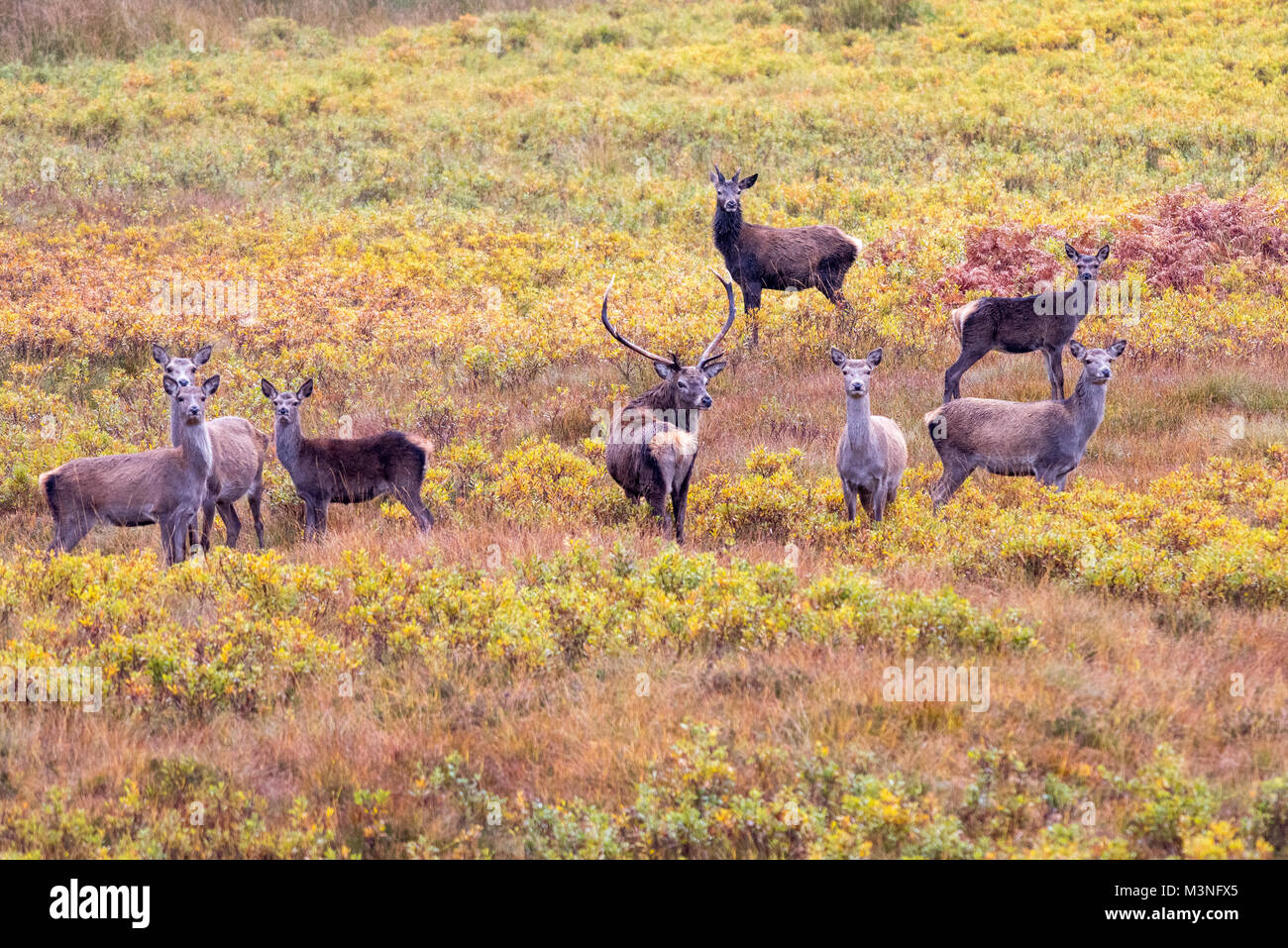 Cervi selvatici vagare per le Highlands della Scozia con un cervo e cerve Foto Stock