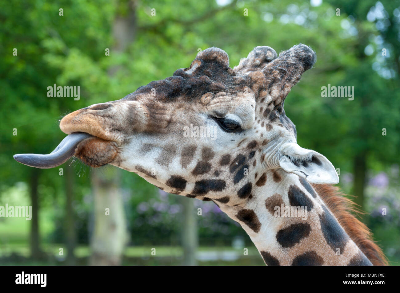Primo piano di una giraffa il più alto vivono animali terrestri si estende fuori la sua tounge di alimentazione Foto Stock