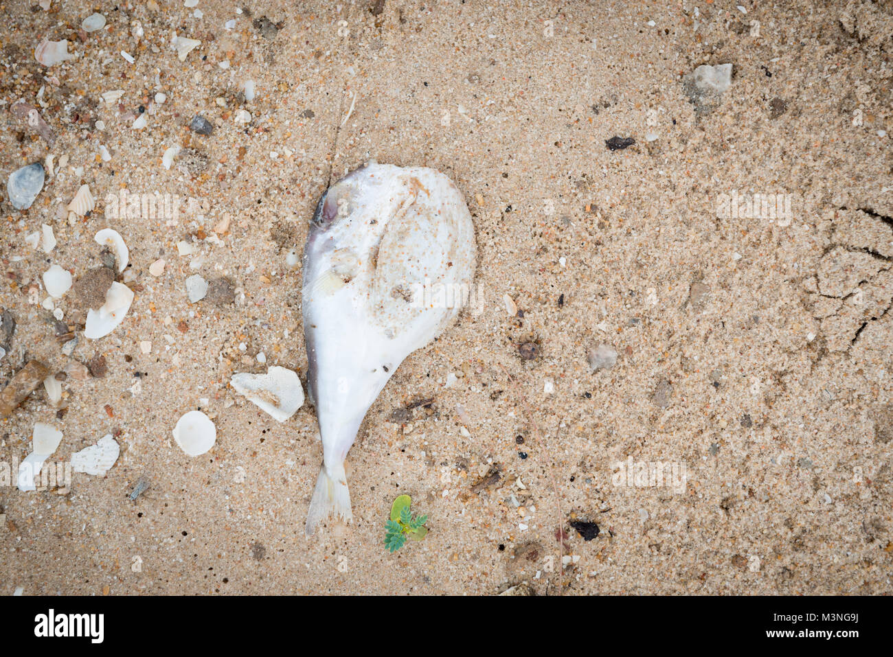 I pesci morti sulla spiaggia Foto Stock