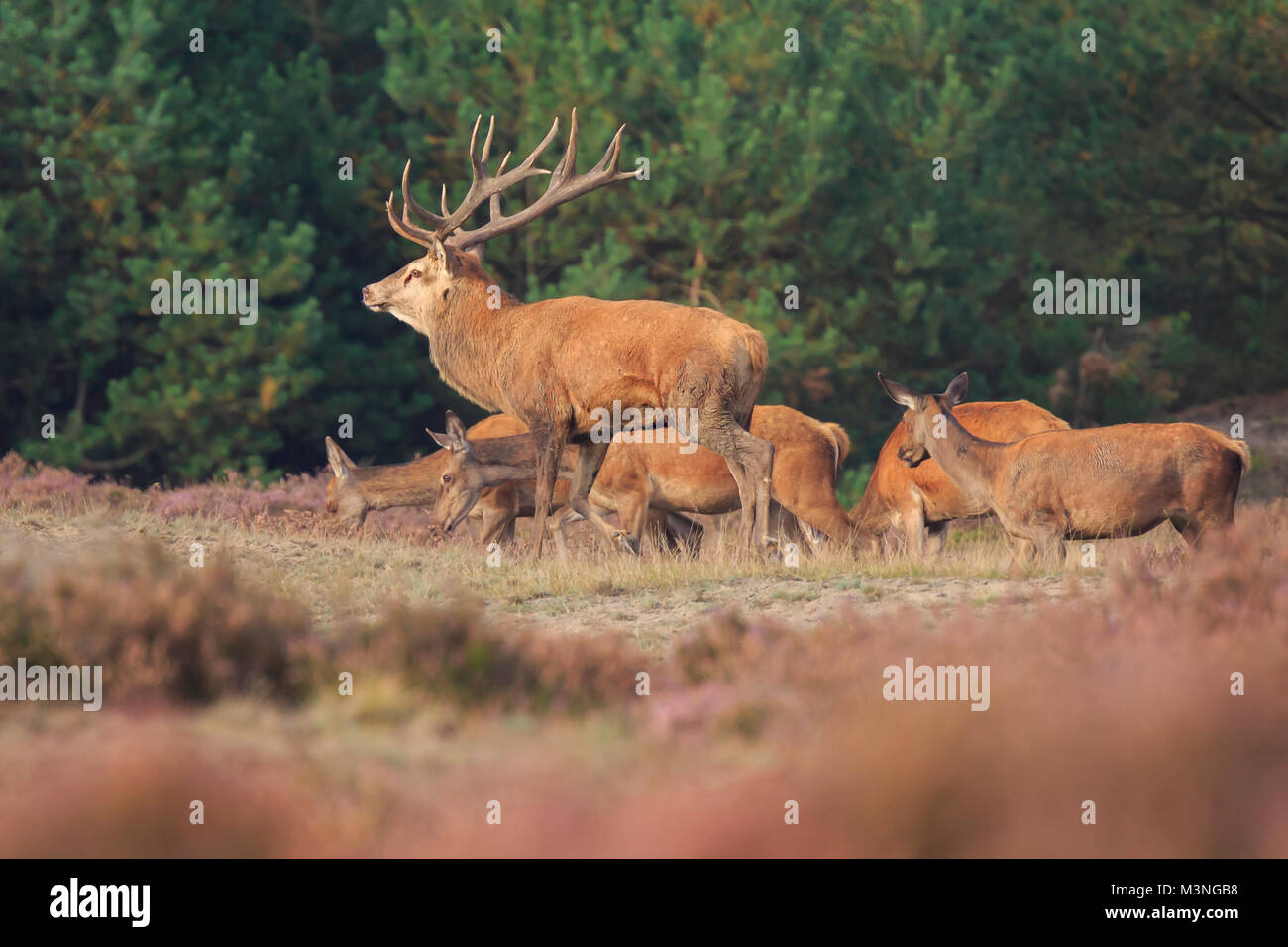 Red Deer Cervus elaphus cervo con grandi corna di cervo durante la stagione di solchi nella brughiera con una foresta scura sullo sfondo. Foto Stock