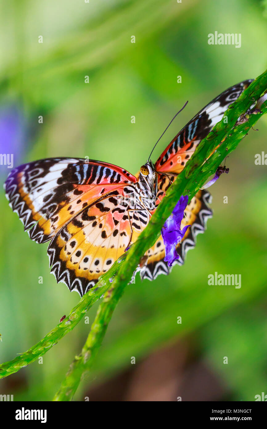 Rosso (Lacewing Cethosia bilbis) di farfalle tropicali in appoggio il nettare di alimentazione nella giungla foresta di piante e fiori. Foto Stock