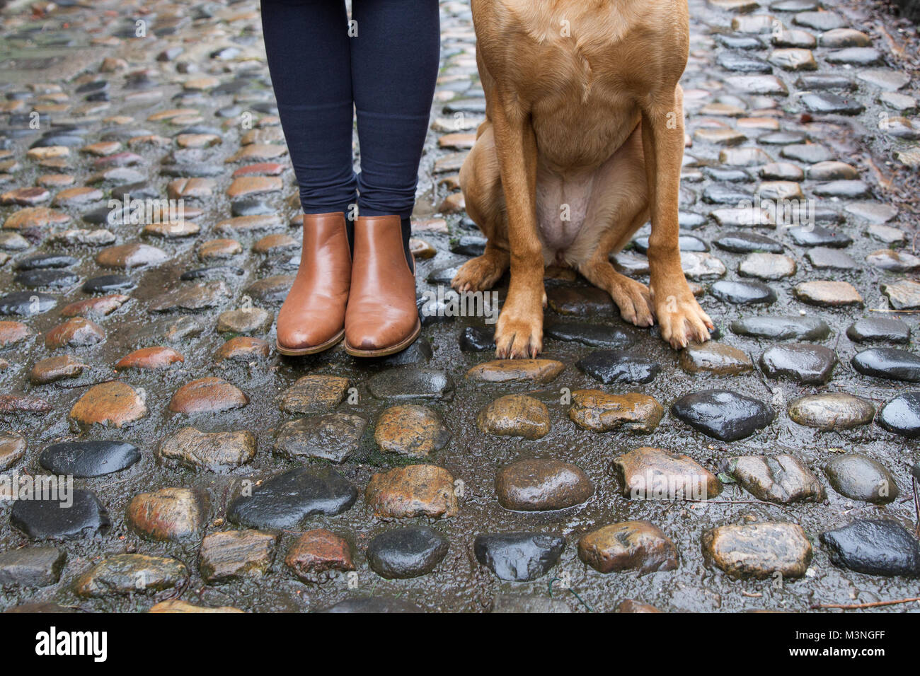 Una sezione inferiore vista di una moda donna in marrone stivali con il suo animale domestico Labrador cane seduta al suo fianco sul pavé lucido su una strada acciottolata. Foto Stock