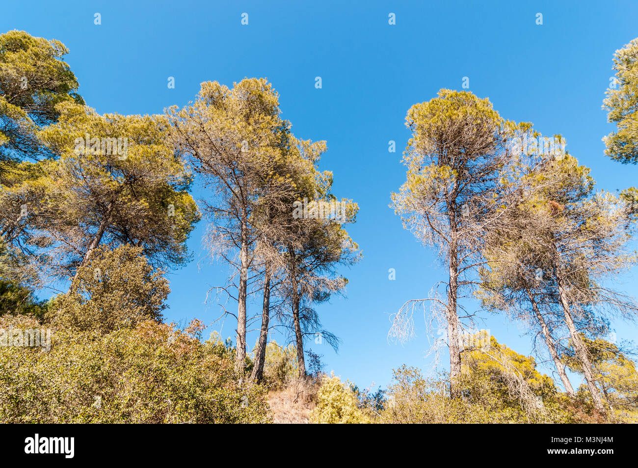 Pino di Aleppo, Pinus halepensis, su un blu blackground, Catalogna, Spagna Foto Stock