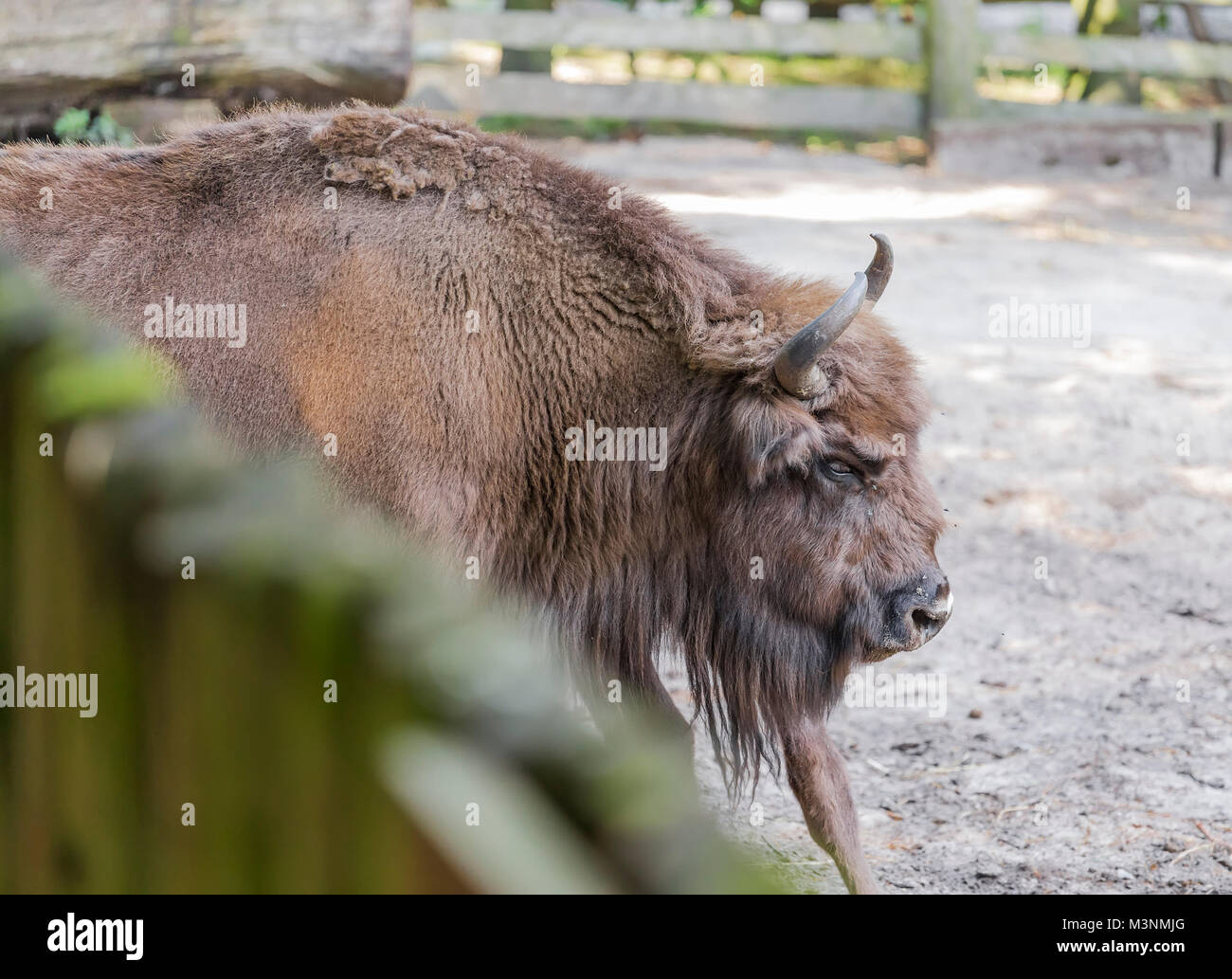 Il bisonte enorme in un parco nazionale. Polonia Foto Stock