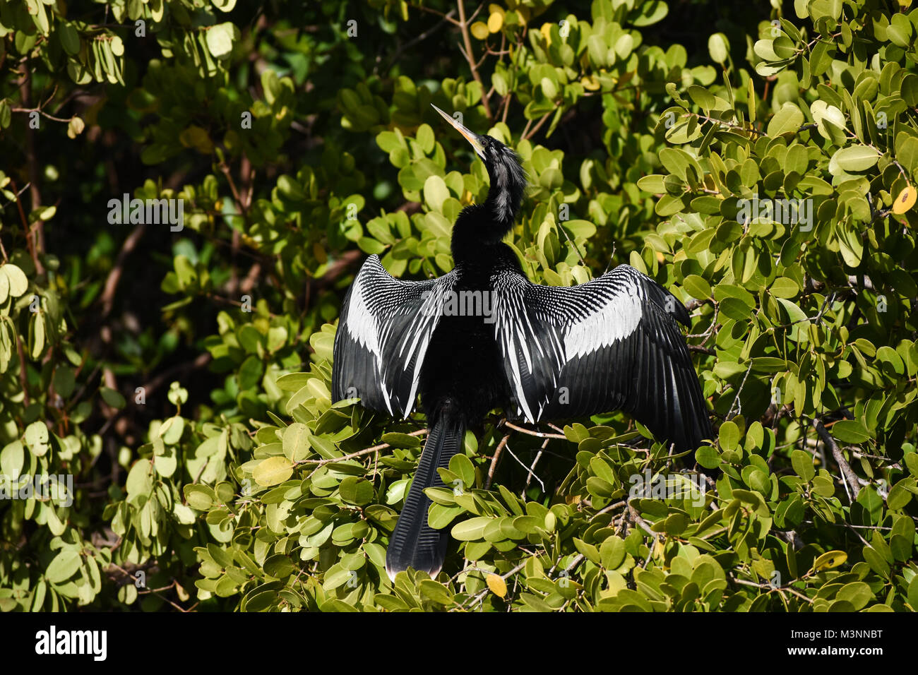 Bianco e Nero Anhinga acqua Bird su bush ensoleillement con ali stese in Bradenton Florida Foto Stock