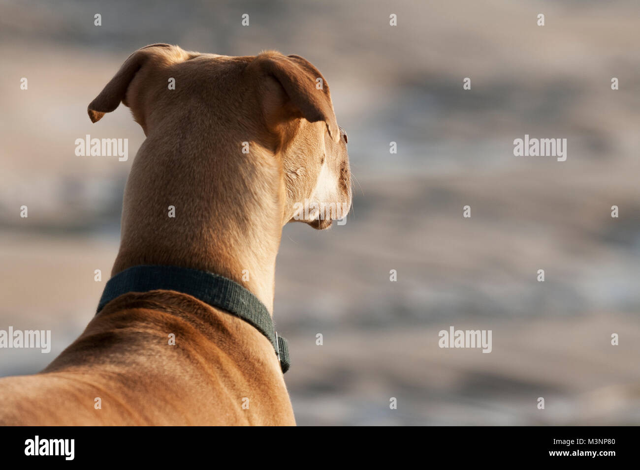 Cane da compagnia cercando la distanza su di una spiaggia Foto Stock