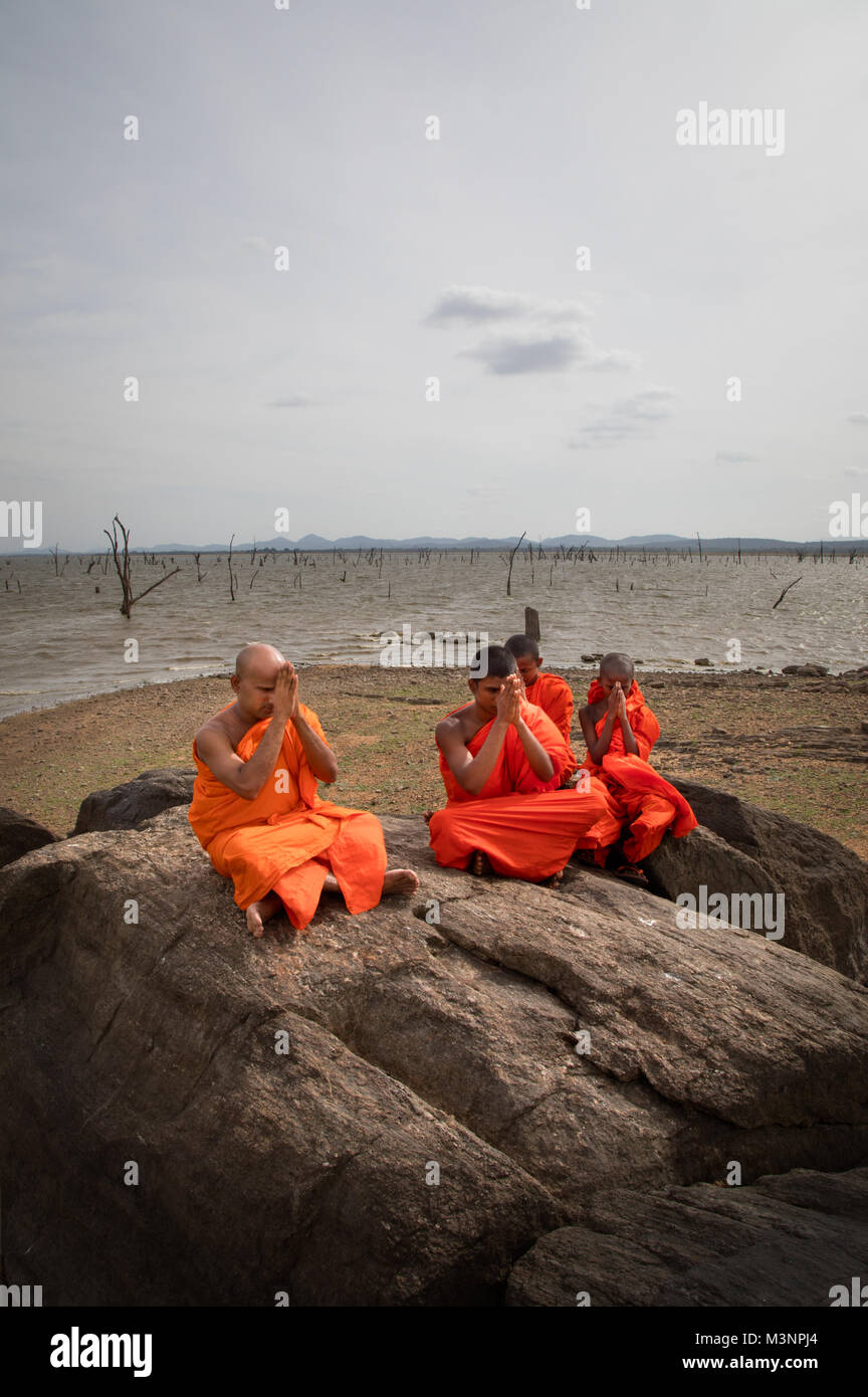 I monaci buddisti pregano meditando sul lago rock gli alberi morti in Sri Lanka Kaudulla National Park Foto Stock
